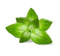 Green basil leaves,fresh sprig of basil